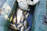 В Волгу из сетей браконьеров выпустили 200 кг рыбы 